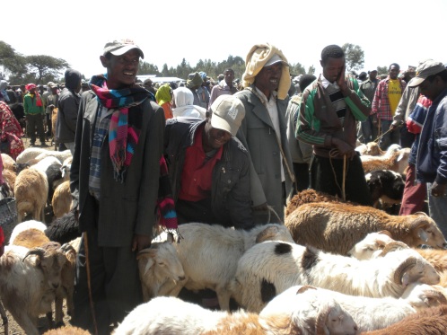 Testing of the tools with sheep farmers around Addis Ababa in Ethiopia (photo credits: Tamsin Dewé)